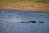 582 Safari im Krüger-Nationalpark - Flusspferde