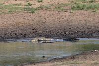 583 Safari im Krüger-Nationalpark - Krokodil