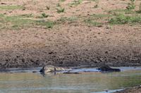 584 Safari im Krüger-Nationalpark - Krokodil