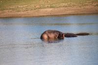 585 Safari im Krüger-Nationalpark - Flusspferde