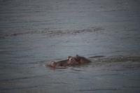 693 Sundowner-Bootsfahrt auf dem Sambesi - Flusspferde