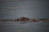 694 Sundowner-Bootsfahrt auf dem Sambesi - Flusspferde