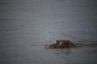 695 Sundowner-Bootsfahrt auf dem Sambesi - Flusspferde