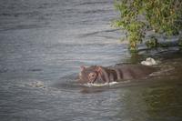 696 Sundowner-Bootsfahrt auf dem Sambesi - Flusspferde
