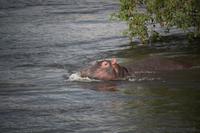 697 Sundowner-Bootsfahrt auf dem Sambesi - Flusspferde