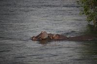 698 Sundowner-Bootsfahrt auf dem Sambesi - Flusspferde
