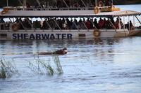 701 Sundowner-Bootsfahrt auf dem Sambesi