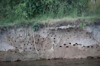 705 Sundowner-Bootsfahrt auf dem Sambesi