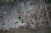 706 Sundowner-Bootsfahrt auf dem Sambesi