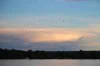 708 Sundowner-Bootsfahrt auf dem Sambesi