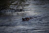 722 Sundowner-Bootsfahrt auf dem Sambesi