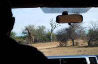 Transfer zur Simbavati River Lodge