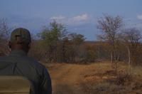 Safari mit Ranger und Tracker - Timbavati Game Reserve