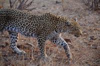 Timbavati Game Reserve - Safari - Leopardin