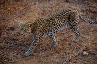 Timbavati Game Reserve - Safari - Leopardin
