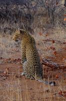Timbavati Game Reserve - Safari - Leopardin