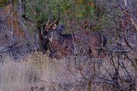 Timbavati Game Reserve - Safari - Wasserbock