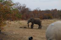 Timbavati Game Reserve - Safari - Elefant