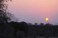 Timbavati Game Reserve - Sundowner