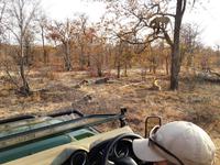 Timbavati Game Reserve - Safari - Leopard und Hyänen