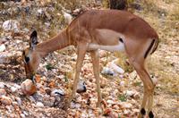 Timbavati Game Reserve - Safari - Impala