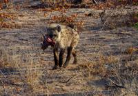 Timbavati Game Reserve - Safari - Tüpfelhyäne
