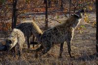 Timbavati Game Reserve - Safari - Tüpfelhyäne