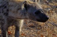 Timbavati Game Reserve - Safari - Tüpfelhyäne