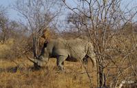 Timbavati Game Reserve - Safari - Breitmaulnashorn