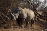 Timbavati Game Reserve - Safari - Breitmaulnashorn