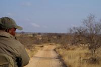 Timbavati Game Reserve - Safari