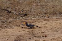 Timbavati Game Reserve - Safari - Gelbschnabel Toko