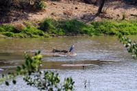Simbavati River Lodge - Graureiher und Krokodil