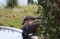 Simbavati River Lodge - Warzenschweine
