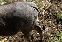 Simbavati River Lodge - Rasenmäher 