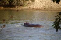 Timbavati Game Reserve - Safari - Flusspferde