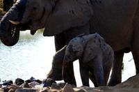 Timbavati Game Reserve - Safari - Elefant mit Baby