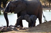 Timbavati Game Reserve - Safari - Elefant mit Baby