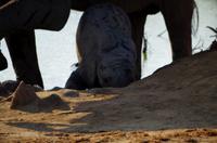 Timbavati Game Reserve - Safari - Elefantenbaby