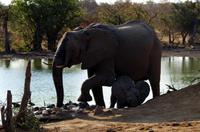 Timbavati Game Reserve - Safari - Elefant mit Baby