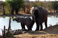 Timbavati Game Reserve - Safari - Elefant mit Baby