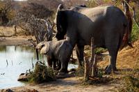 Timbavati Game Reserve - Safari - Elefant mit Baby