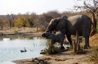 Timbavati Game Reserve - Safari - Elefant mit Baby