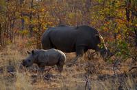 Timbavati Game Reserve - Safari - Breitmaulnashorn mit Baby