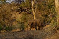 Timbavati Game Reserve - Safari - noch mehr Elefant
