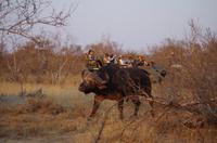 Timbavati Game Reserve - Safari 