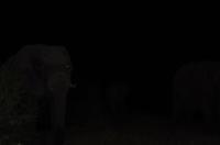 Simbavati River Lodge - Elefant vor meinem Luxus Zelt