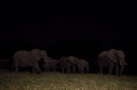 Simbavati River Lodge - Dinner mit Elefanten