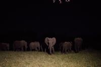 Simbavati River Lodge - Dinner mit Elefanten