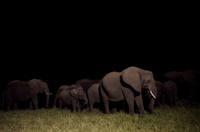 Simbavati River Lodge - Dinner mit Elefanten